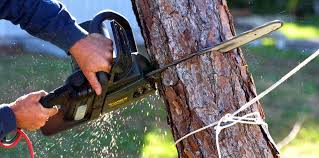 Best Tree Removal Services  in Atlanta, TX